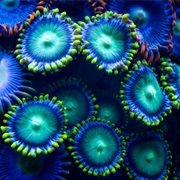 Night Dives in the Bahamas