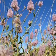 Badgingarra National Park (WA)