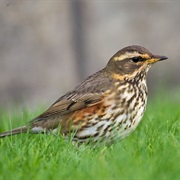 Redwing