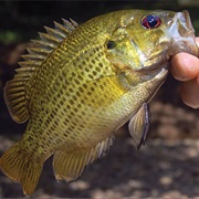 Rock Bass