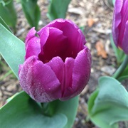 Tulip