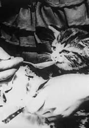 The Little Doctor and the Sick Kitten