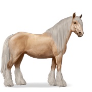 Gypsy Vanner - Palomino