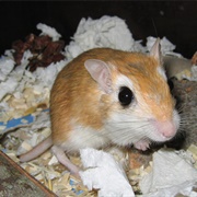 Pale Gerbil
