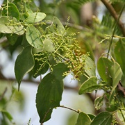 Toothbrush Tree (Salvadora Persica)