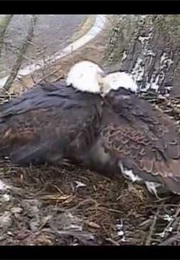 Language Says It All (1987)