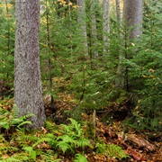 Gaudineer Scenic Area, West Virginia
