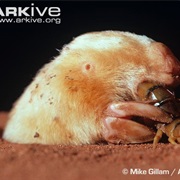 Southern Marsupial Mole