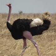 Ostrich