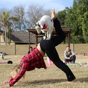Goat Yoga