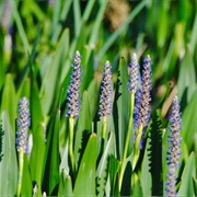 Pickerelweed