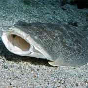 Angel Shark