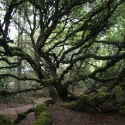 Thagaard's Plantation