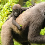 Gorillas - Disney Animals