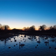 Slimbridge Swan Lake