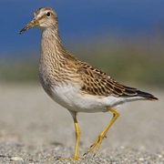 Pectoral Sandpiper