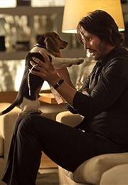 Andy as Daisy (John Wick) (2014)