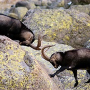 Sierra De Gredos, Spain