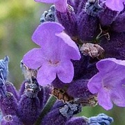 Lavenders