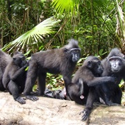 Tangkoko National Park