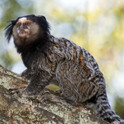 Black-Tufted Marmoset (Callithrix Penicillata)
