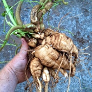 Mauka / Chago (Mirabilis Expansa)