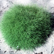 Winged Pigweed (Cycloloma Atriplicifolium)