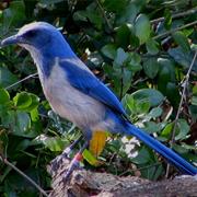 Florida Scrub Jay