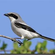 Loggerhead Shrike