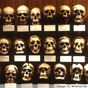 Mütter Museum (Philadelphia, PA)
