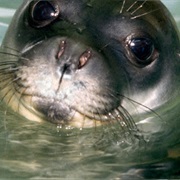 Northern Sporades Marine National Park, Greece