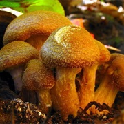 Humongous Fungus Fest