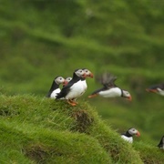 World&#39;s Largest Puffin Colony