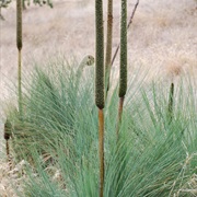 Xanthorrhoea
