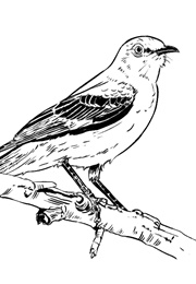 אל תיגע בזמיר (הרפר לי)