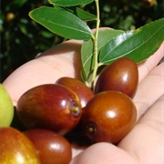 Jujubes