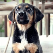 German Shepherd Lab Mix