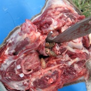 Reindeer Botfly Grub (Parasites Found in Reindeer)