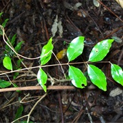 Rose Myrtle (Archirhodomyrtus Beckleri)