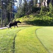 Greywolf Golf Course, BC