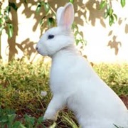 Saying "White Rabbit" on 1 January Means a Good Year