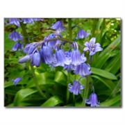 The Sign of the Bonny Blue Bell