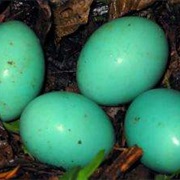 Tinamou Egg