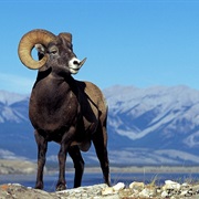 Rocky Mountain Bighorn Sheep