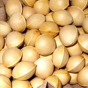 Ginkgo Nuts