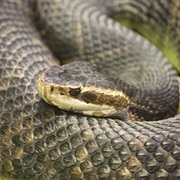Water Moccasin