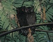 Anjouan Scops Owl