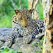 Yala National Park, Sri Lanka