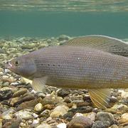 Grayling