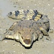 Salt Water Crocodile
